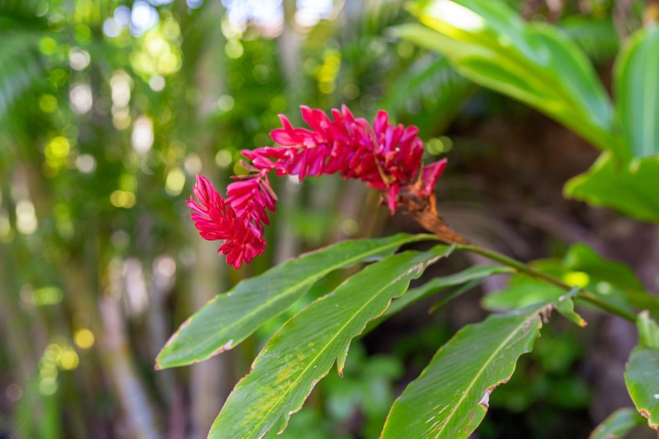 Noahs Hideaway Luxury B&B Lahaina Exterior photo
